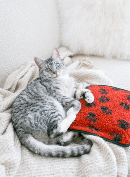 Red Paw Print Hottie
